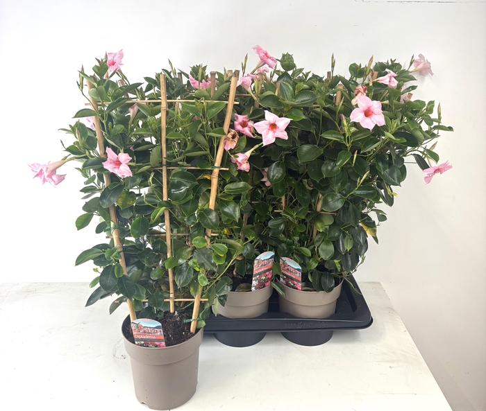 <h4>MANDE RIO GEM</h4>