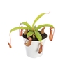 CARNIVORA NEPENTHES P12