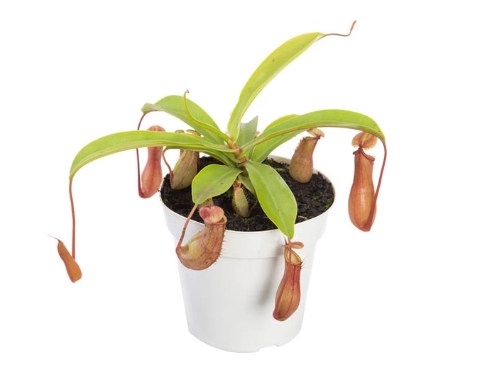 CARNIVORA NEPENTHES P12