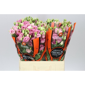 Eust Du Rosita Pink 65cm