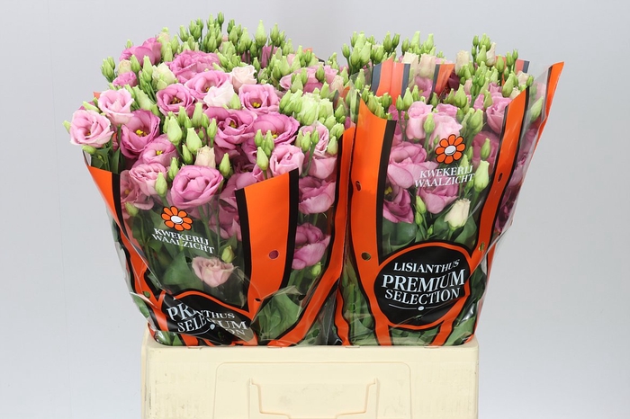 <h4>Eust Du Rosita Pink 65cm</h4>