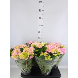 Hydrangea mac. 'Hovaria'