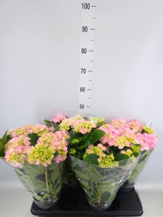 <h4>Hydrangea mac. 'Hovaria'</h4>