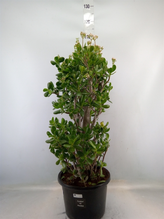 <h4>Crassula ovata</h4>