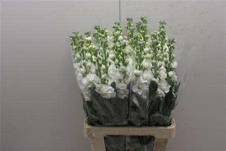 <h4>Matth Iron White</h4>