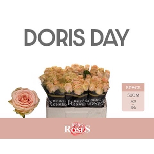 R Gr Doris Day