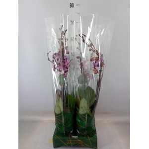 Phalaenopsis   ...