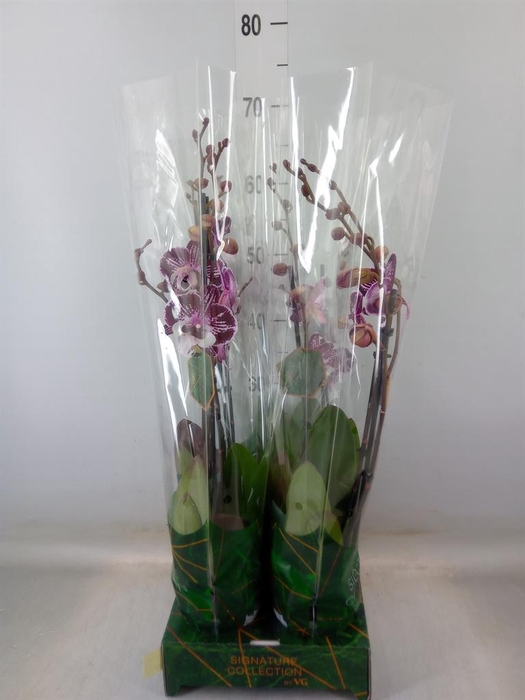 <h4>Phalaenopsis   ...</h4>