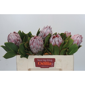 Protea Cynaroides