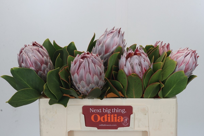 <h4>Protea Cynaroides</h4>