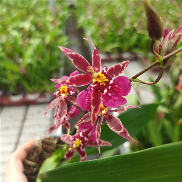 <h4>Inca Oncidium 2-3 spike 9cm</h4>