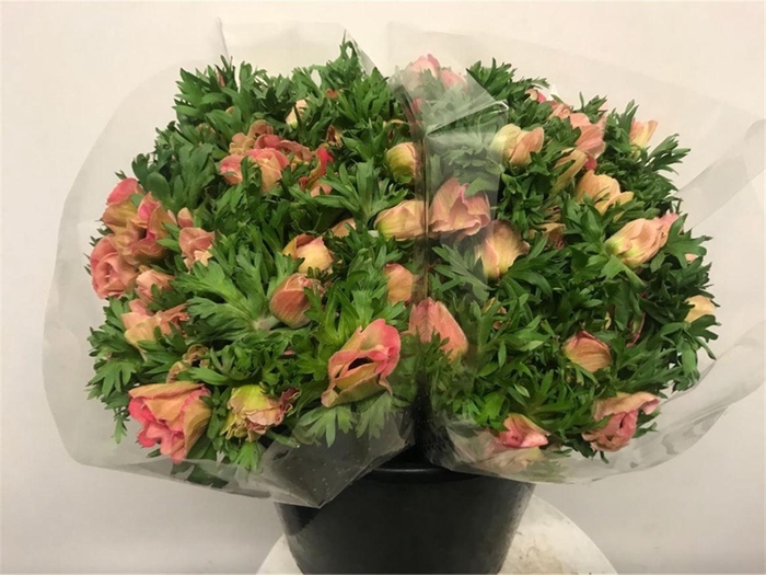 <h4>Anem Co Mar Pink</h4>