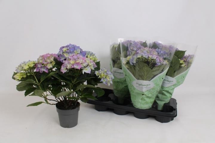 <h4>HYDR M EARLY BLUE</h4>