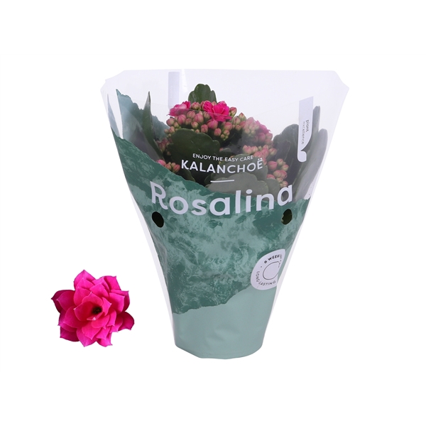 <h4>Kalanchoe Rosalina 07cm Don Victorio paars</h4>