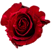 R Gr Red Panther Red 50cm EC