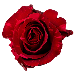 R Gr Red Panther Red 50cm EC