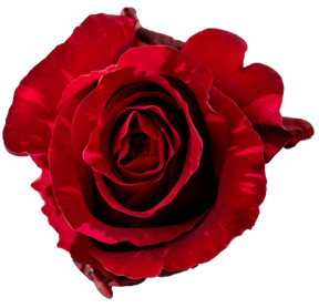 R Gr Red Panther Red 50cm EC