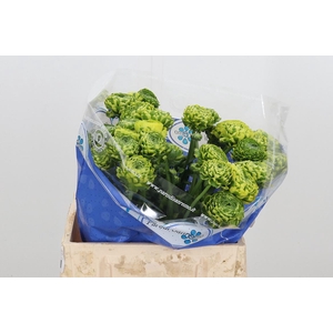 Ran Ponpon Flora Orange