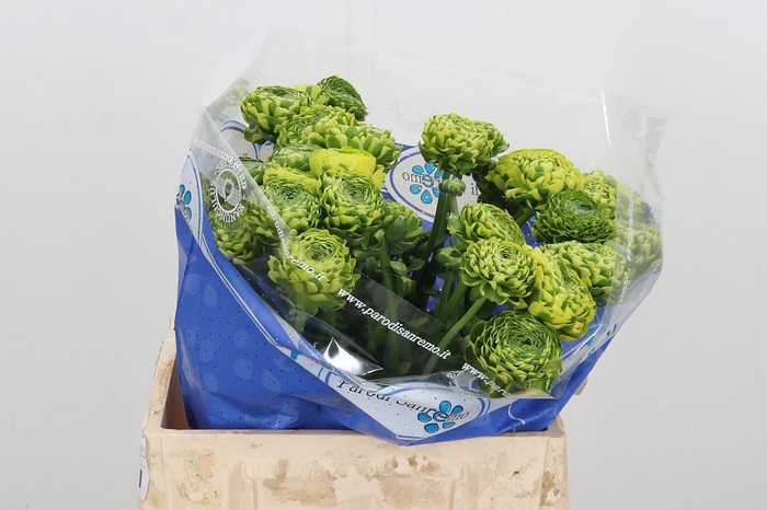 <h4>Ran Ponpon Flora Orange</h4>