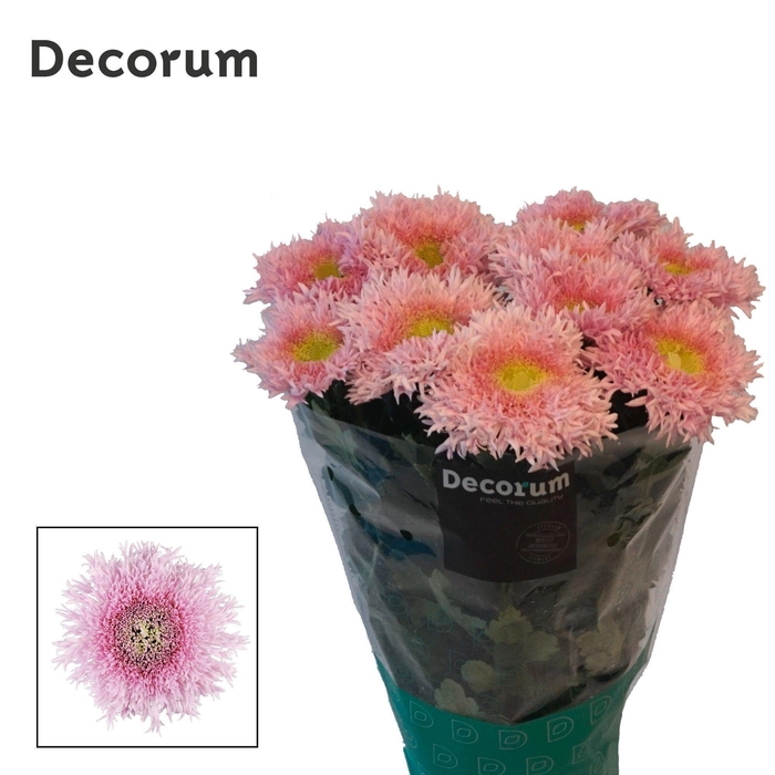 <h4>Chr G Etrusko</h4>