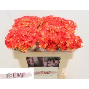 Di St Zenit EMF
