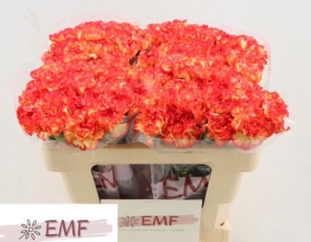 <h4>Di St Zenit EMF</h4>