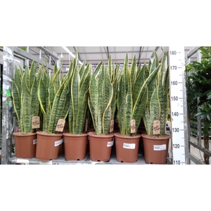 Sansevieria trifa. 'Laurentii'