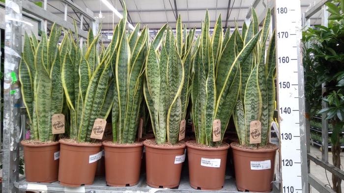 <h4>Sansevieria trifa. 'Laurentii'</h4>