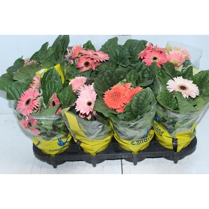 GERBERA P14 MIN 4 FLS