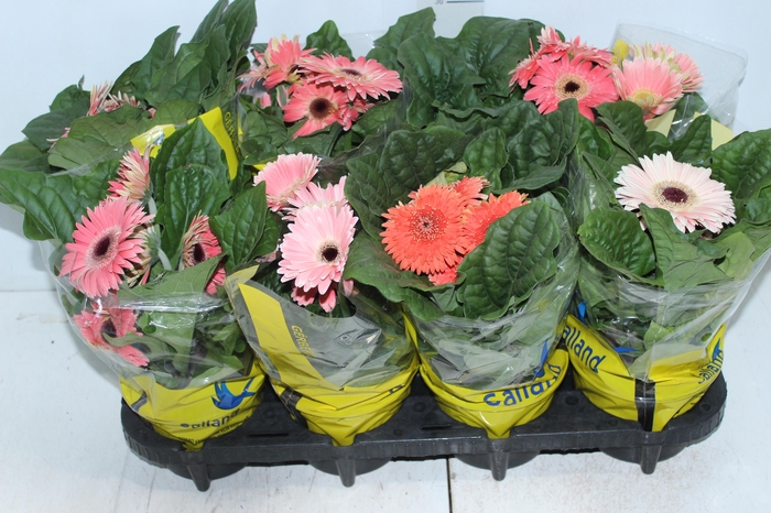 <h4>GERBERA P14 MIN 4 FLS</h4>