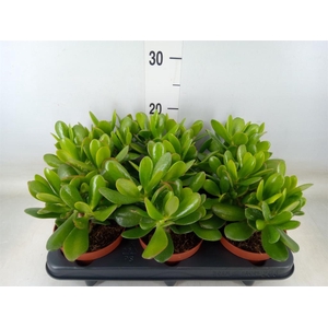 Crassula  'Magical Tree'