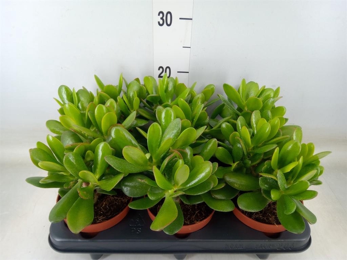<h4>Crassula  'Magical Tree'</h4>