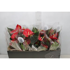 ANTHURIUM RED SUCCESS P15 PREMIUM