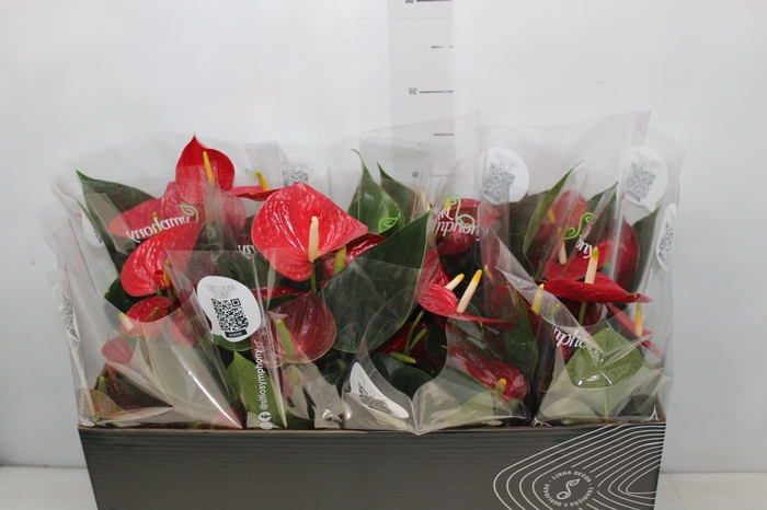 <h4>ANTHURIUM RED SUCCESS P15 PREMIUM</h4>