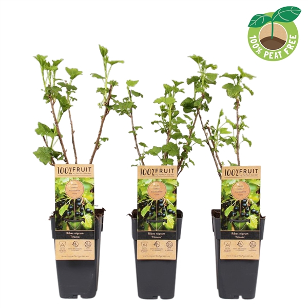 <h4>Ribes nigrum 'Titania', P15</h4>