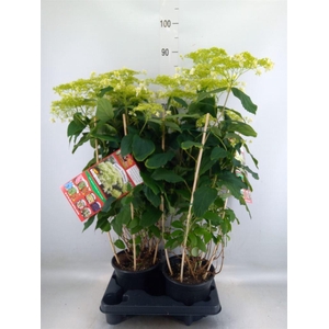 Hydrangea arbor. 'Hovaria Hayes'