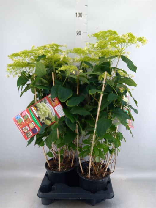 <h4>Hydrangea arbor. 'Hovaria Hayes'</h4>