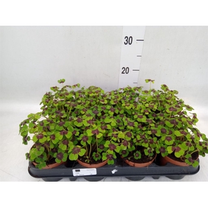 Sansevieria trifa. 'Futura Superba'