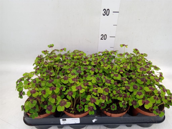 <h4>Sansevieria trifa. 'Futura Superba'</h4>