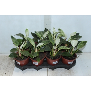 PHILODENDRON DANTEANUM P17