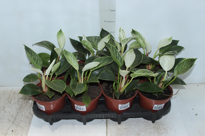 <h4>PHILODENDRON DANTEANUM P17</h4>