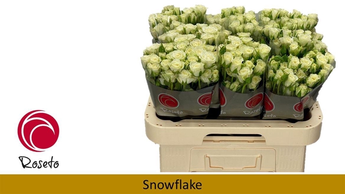 <h4>R Tr Snowflake</h4>