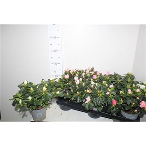 Rhodo Si Ov