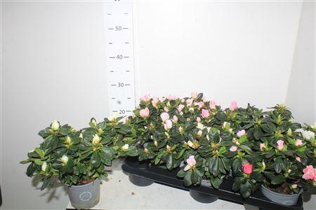 <h4>Rhodo Si Ov</h4>