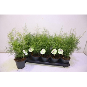 arr8 Aspar D Sprengeri