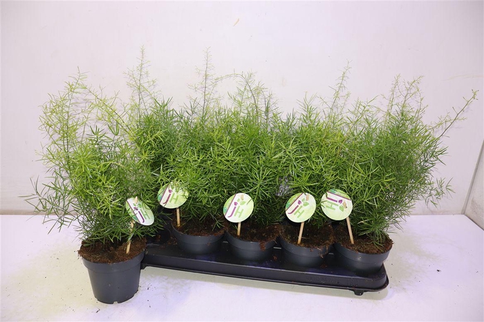 <h4>arr8 Aspar D Sprengeri</h4>