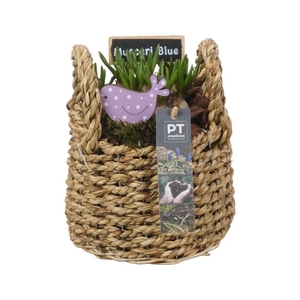 PTMB1165 Arrangement Muscari in riet mand