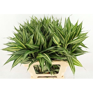 Drac Sand White 62cm