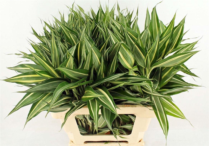 <h4>Drac Sand White 62cm</h4>