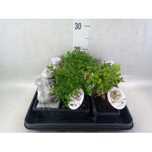 Bonsai   ...mix
